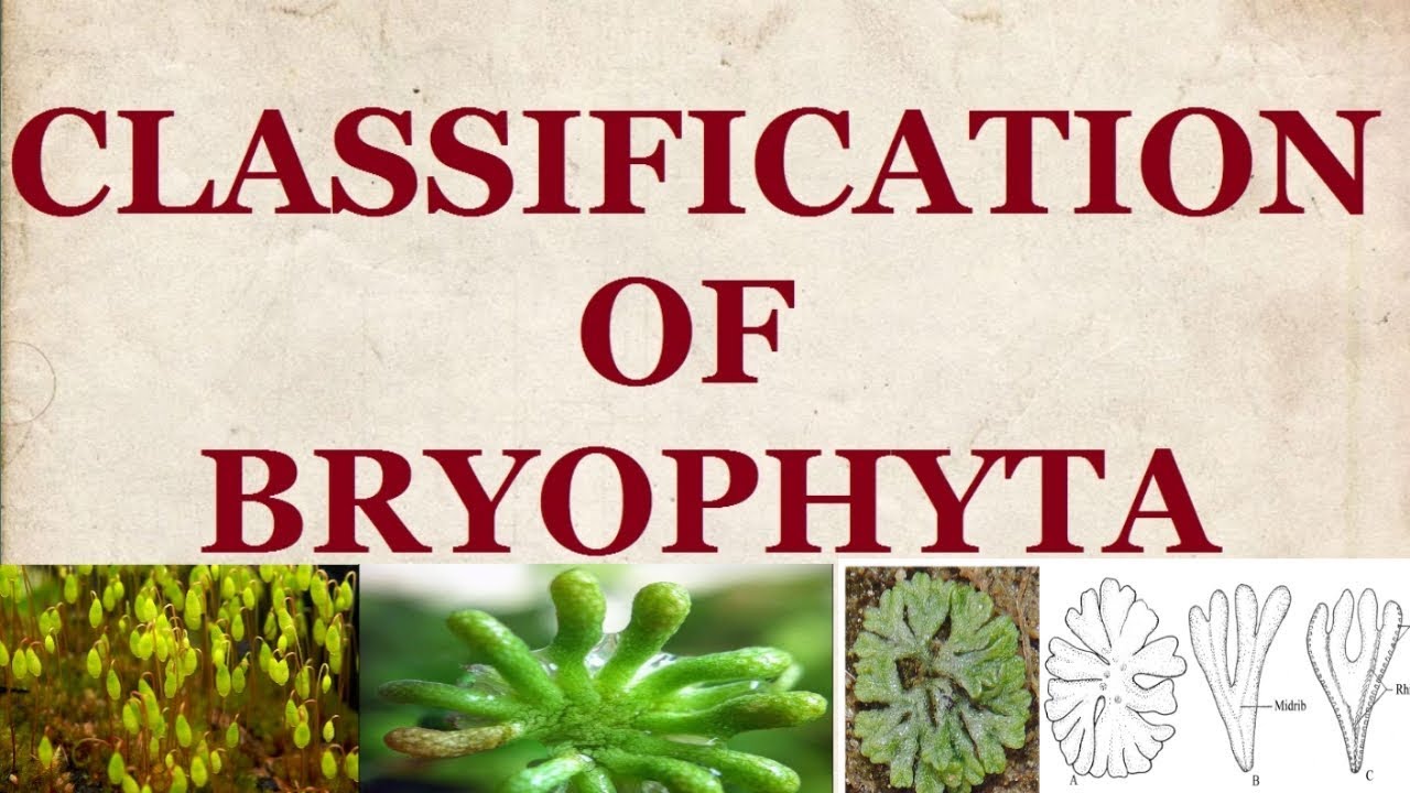 Divisi Bryophyta: 3 Kelas Dan Spesiesnya - Jagonesia.com
